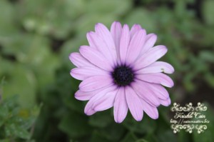 IMG_4387 IMG_4387