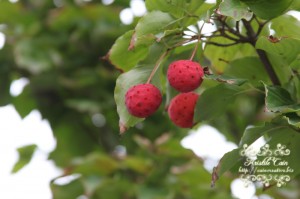 IMG_4404 IMG_4404