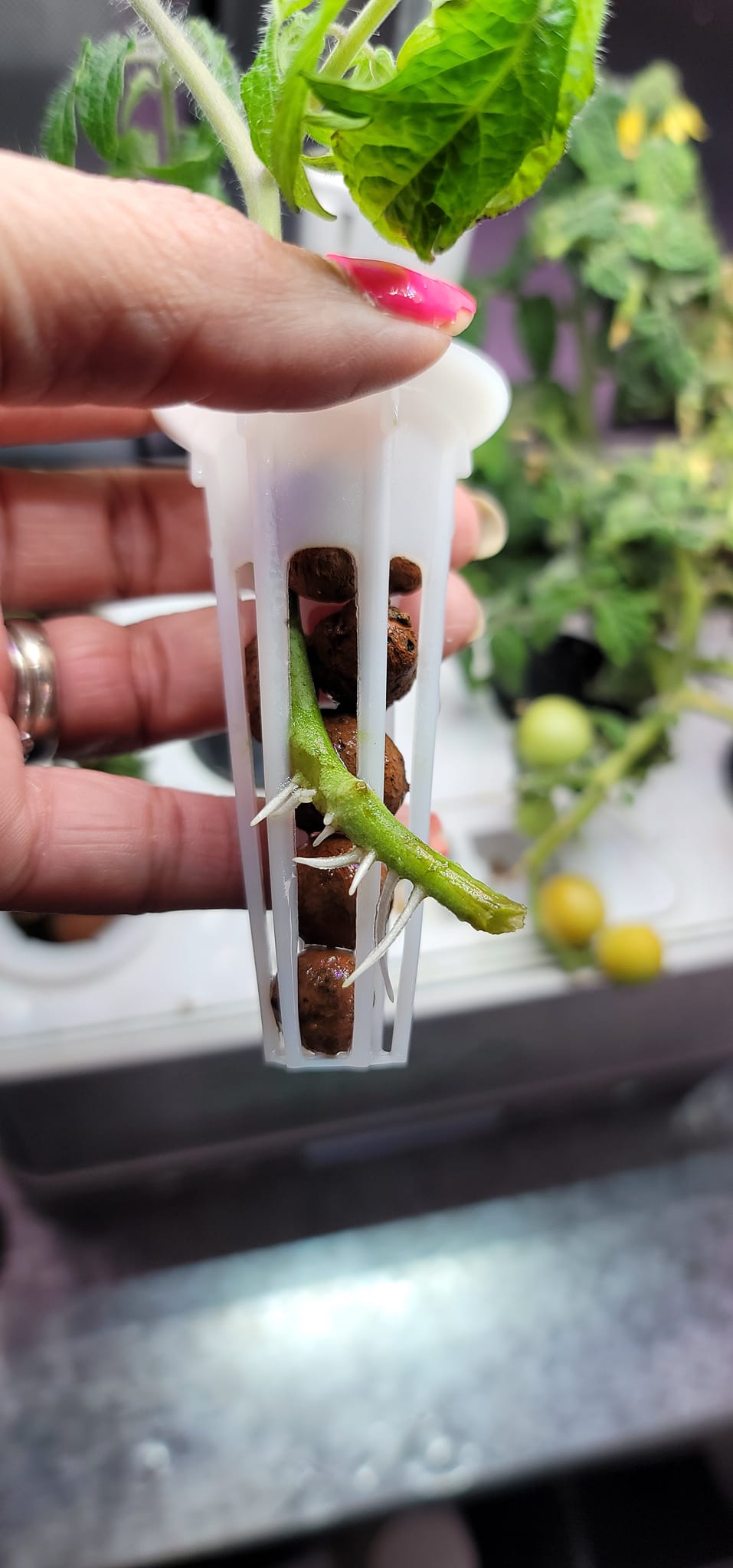 tomato stem roots