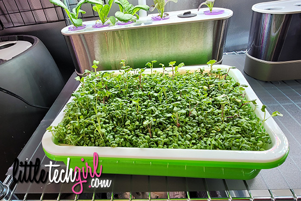 sprouting tray microgreens